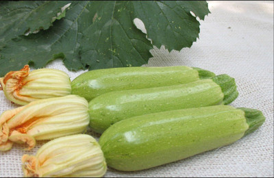 Qualtivate HXL-7AT Squash Zucchini Aspirant White Bush Seed(30 per packet)
