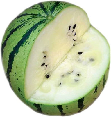 BDSresolve white watermelon seeds/Watermelon seed 93 Seed(93 per packet)