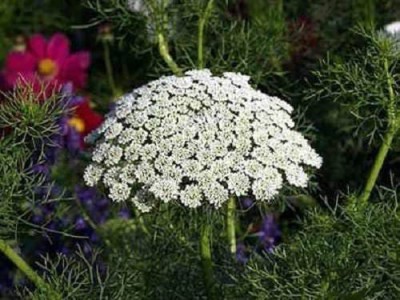 CYBEXIS XLL-52 - QUEEN ANNE LACE White Bishops FlowerWild Carrot - (60 Seeds) Seed(60 per packet)