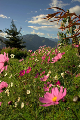 Aywal Cosmos - Double Click Mixed - High Germination Seed(10 g)