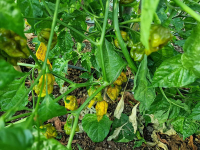 Biosnyg Organic 7 Pot Slimer Chilli Seeds For Gardening-(2000 Seeds) Seed(2000 per packet)