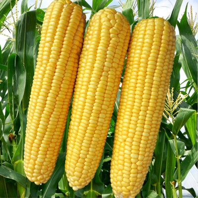 HYBRID 250g corn seeds Highest yield early fruiting long bhutta Seed(250 g)