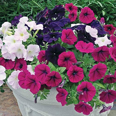 BJUBAS Petunia flower seeds pack of 32 Seed(32 per packet)