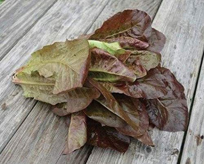 CYBEXIS XLL-35 - Red Romaine Lettuce - (1350 Seeds) Seed(1350 per packet)
