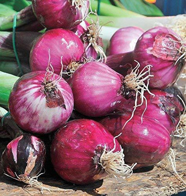 WILLVINE NDIR-1059 Onion Large Pink Seeds-3000 Seeds Seed(3000 per packet)
