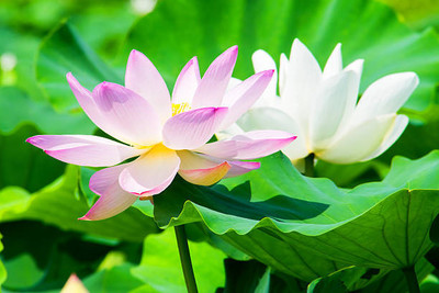Petzlifeworld lotus,kamal gatta Seed(11 per packet)