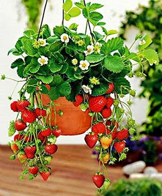 Aywal Strawberry Fruit Seed(40 per packet)