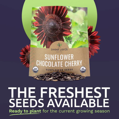 CYBEXIS XL-97 - Chocolate Cherry Sunflower - (150 Seeds) Seed(150 per packet)
