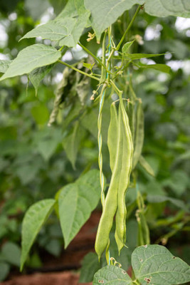 AFARTIOBINA 102 Pc Beans Seeds Seed(102 per packet)