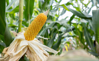 Kodali F1 Hybrid Corn Seeds Pack Of 38 Seed(38 per packet)