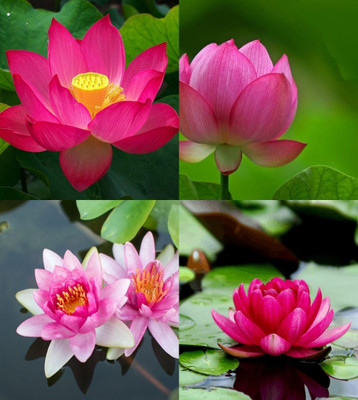 ibains Japanese lotus seeds for water beez 11 Seed(11 per packet)