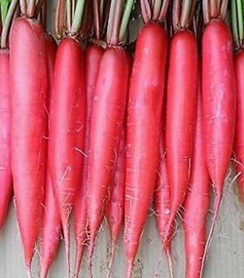 Aywal Red Radish (Mooli Ke Beej) Seed(750 per packet)