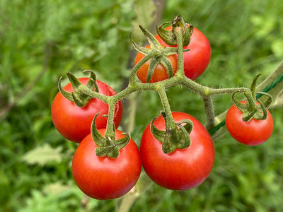 gorgeous moement tomato Seed(85 per packet)