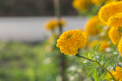 CALYXSEEDS marigold/gende ka phool flower seeds Seed(75 per packet)