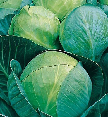 CYBEXIS Seeds of Vegetable Cabbage Minicole F1500 Seeds Seed(500 per packet)