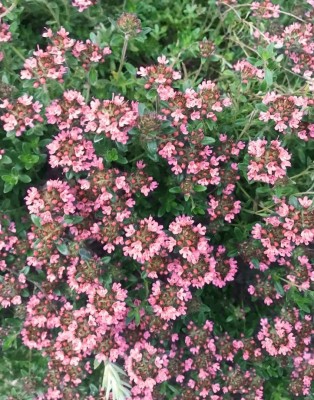 CYBEXIS PAU-11 - Red Carpet Creeping Thyme - (1350 Seeds) Seed(1350 per packet)