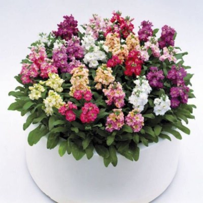 KANAYA Stock Matthiola Incana Mixed Color Flower Seed(55 per packet)