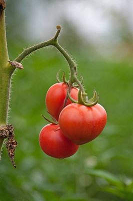 Rawmest tomato Seed(150 per packet)