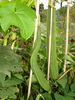 Qualtivate HYB-4A Acutangula Angled Ridge Gourd Turai Seed(50 per packet)