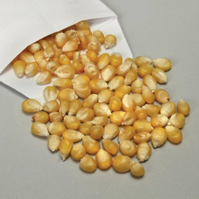 LPR SWEET CORN,BUTTA SEEDS Seed(30 per packet)