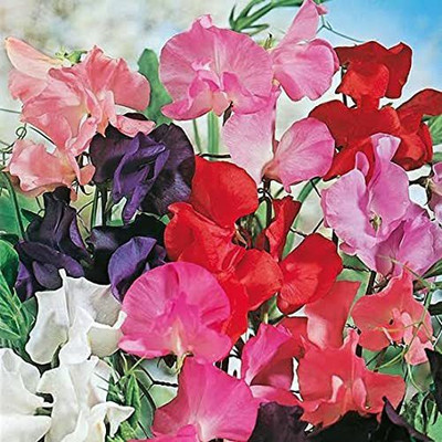 Aywal Sweet Peas Flower Seed(20 per packet)