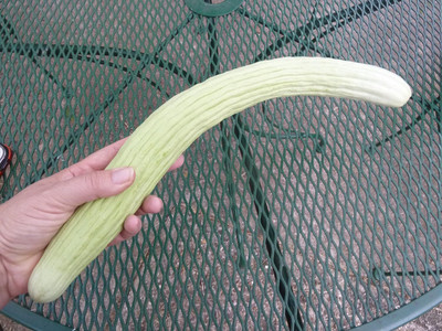 Qualtivate HUA-1A Cucumber Armenian Long Seed(300 per packet)