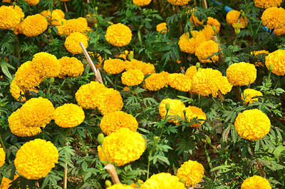 Greenery marigold,gende ka phool seeds Seed(22 per packet)