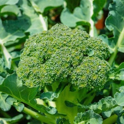 DEYS AGRO ™ broccoli seeds, f1 hybrid brocoli seeds, broccoli vegetable seeds for gardening Seed(30 per packet)