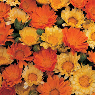 Quentova CALENDULA FIESTA GITANA MIX-VIC Seed(50 per packet)