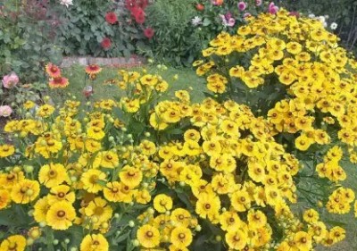 MAA Gaillardia, Mesa Yellow Seed(87 per packet)