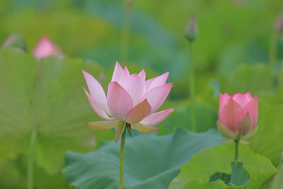 Greenery lotus,kamal gatta Seed(11 per packet)