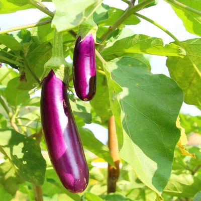 DEYS AGRO ™ V-212 Long Chinese Variety Big Brinjal seeds F1 Hybrid Seed(130 per packet)