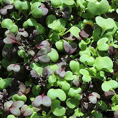 WILLVINE HUA-764 Lettuce Seeds - Mesclun Mix Seed(200 per packet)