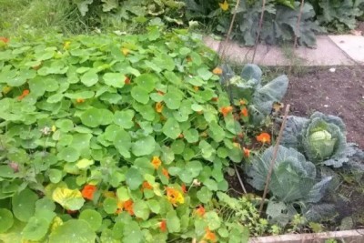 MAA Nasturtium Seed(10 per packet)