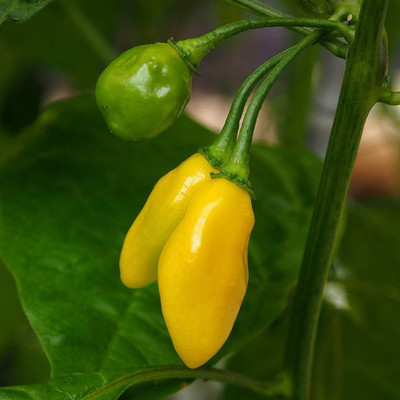GREENSEA Hybrid Teekha Mirchi, Bullet Chilli Seed(55 per packet)