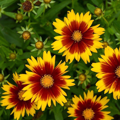 CYBEXIS Coreopsis, UpTick Gold & Bronze400 Seeds Seed(400 per packet)