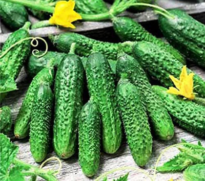 VibeX HUA-99 - Cucumber Parisian Gherkin Pickling - (150 Seeds) Seed(150 per packet)