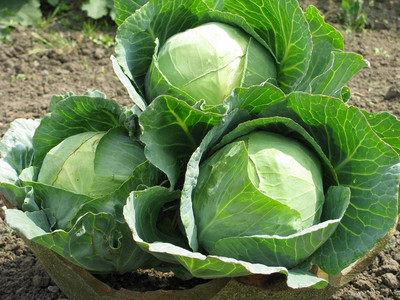 WILLVINE AMR -VII Cabbage Green Late [5g] Seed(1500 per packet)