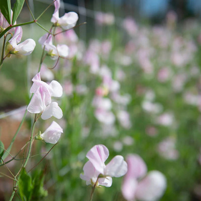 LASMA Sweet Pea Enigma Seed(20 per packet)