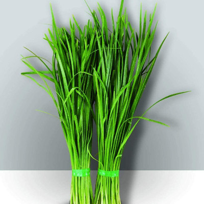 CYBEXIS Hybrid Chive Leek Seeds for Planting Rich Smell Easy to Survive700 Seeds Seed(700 per packet)