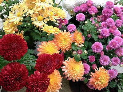 wequality Chrysanthemum flower seeds mixed/Chrysanthemum seeds 32 Seed(32 per packet)