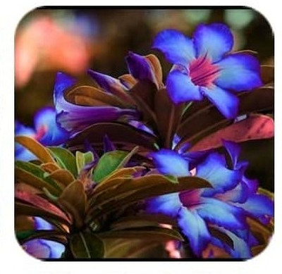 Qualtivate LX-629 Desert Rose Mixed Colours Seed(30 per packet)