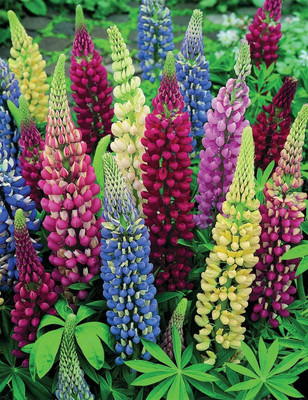 Lorvox Lupin Mix Dwarf Flower Seed(110 per packet)