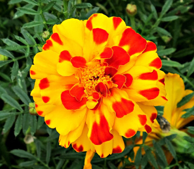 Aywal Marigold Flower Seed(4 per packet)