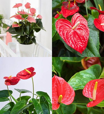 ibains Anthurium plant seeds mix colour biij 40 Seed(40 per packet)