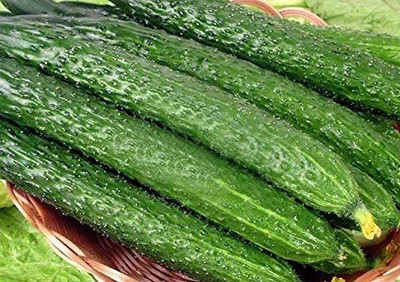 CYBEXIS XLL-52 - Cucumber -China Long Hybrid - (150 Seeds) Seed(150 per packet)