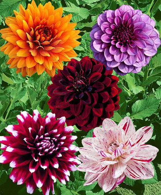 KKM Dahlia Hybrids Mixed Color - Dahlia Flower For Home Gardening Seed(30 per packet)