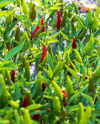 CYBEXIS Good Germination Hot Pepper Chilli Basket of Fire Seeds1200 Seeds Seed(1200 per packet)