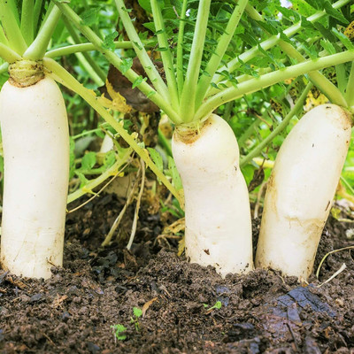 VINTI Daikon Radish Seeds Seed(2000 per packet)