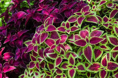 MYAT Coleus Wizard Mix Rainbow Rare Colour Colourful Foliage Leaves Seed(150 per packet)